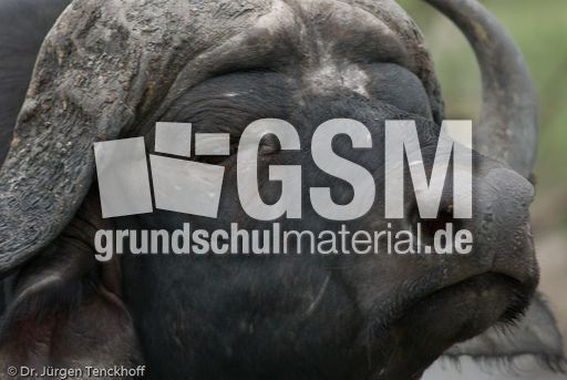 Afrikanischer Büffel (64 von 102).jpg